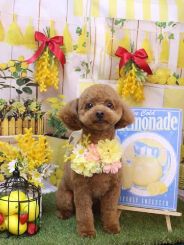 20240406ベルくん 